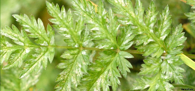 Celery Growing Guide