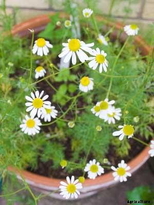 Chamomile Growing Guide