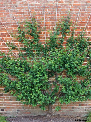 Cherry (Fan) Growing Guide