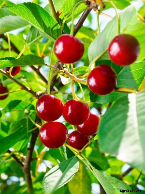 Cherry (Semi-Dwarf) Growing Guide