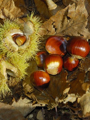 Chestnut (Chinese) Growing Guide