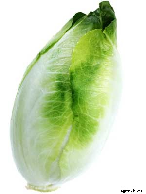 Chicory Growing Guide