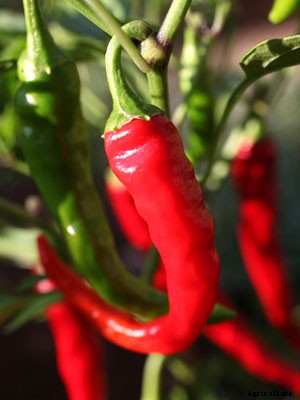 Chili Pepper Growing Guide