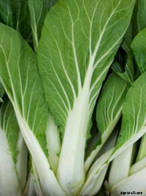 Chinese Cabbage Growing Guide