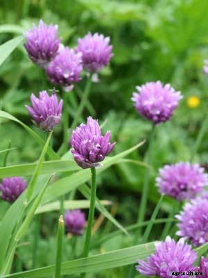 Chives Growing Guide