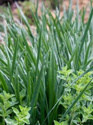 Chives (Garlic) Growing Guide