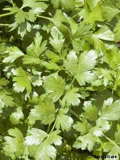 Cilantro Growing Guide