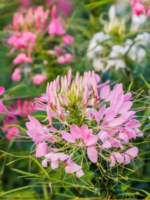 Cleome Growing Guide