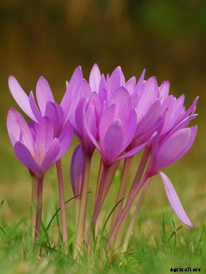 Colchicum Growing Guide