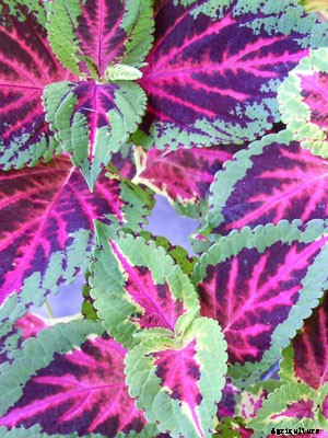 Coleus Growing Guide
