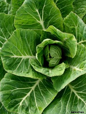 Collards Growing Guide
