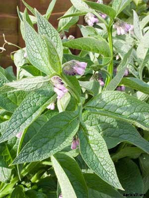 Comfrey Growing Guide