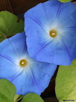 Convolvulus Growing Guide