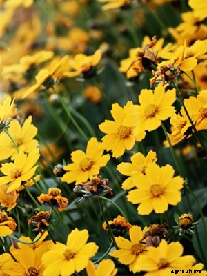 Coreopsis Growing Guide