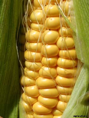 Corn Growing Guide
