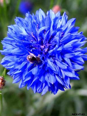 Cornflower Growing Guide