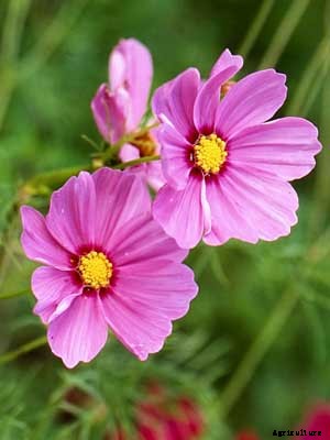 Cosmos Growing Guide