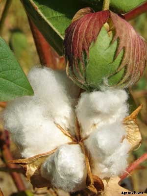 Cotton Growing Guide
