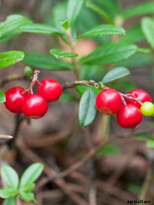 Cranberry Growing Guide
