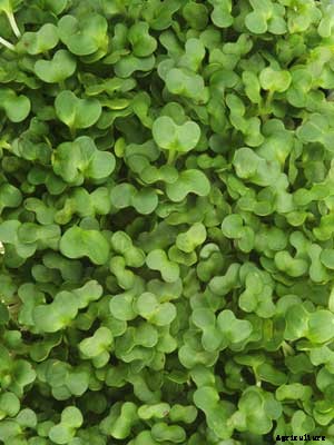 Cress Growing Guide