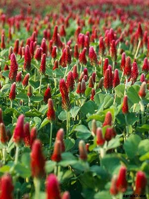 Crimson Clover Growing Guide
