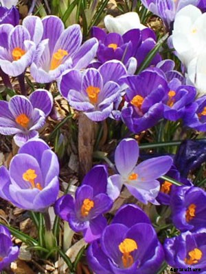 Crocus Growing Guide