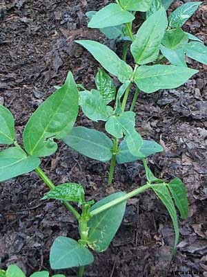 Crowder Peas Growing Guide