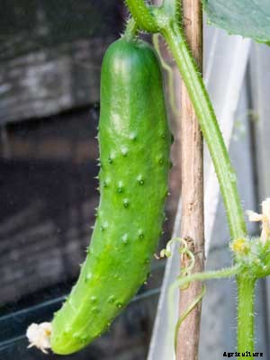 Cucumber Growing Guide