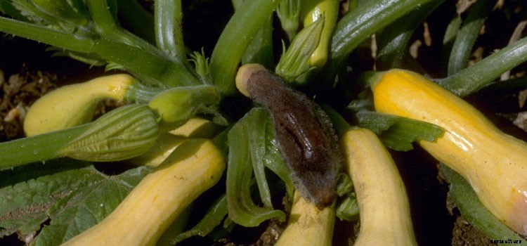 Cucumber Growing Guide