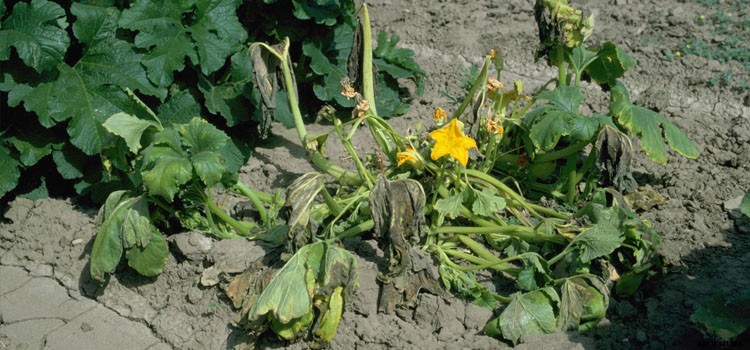 Cucumber Growing Guide