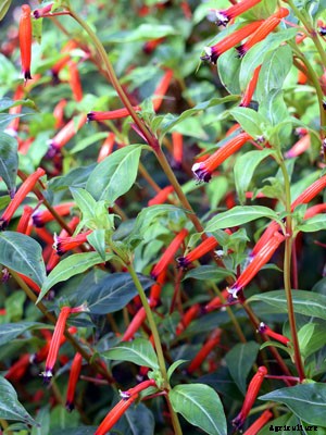 Cuphea Growing Guide