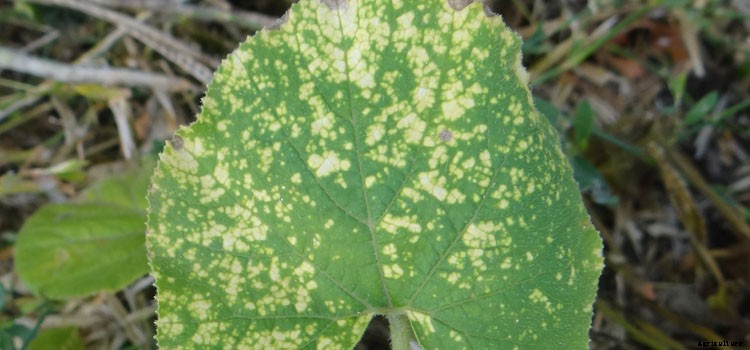 Cucumber Growing Guide