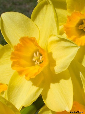 Daffodil Growing Guide