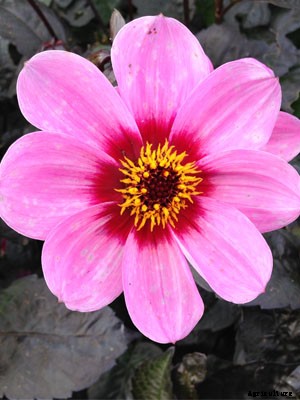 Dahlia Growing Guide