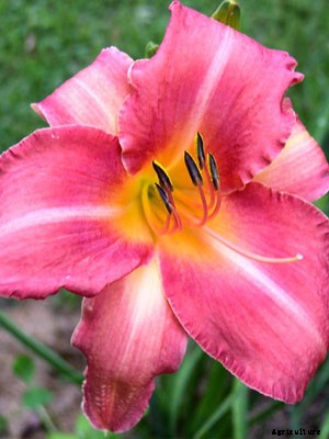Daylily Growing Guide