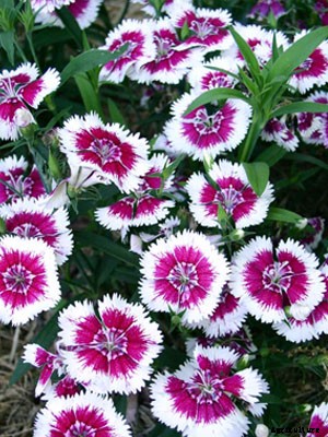 Dianthus Growing Guide