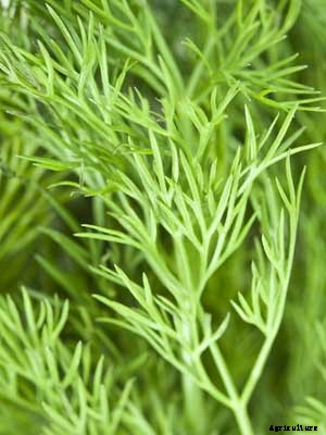 Dill Growing Guide