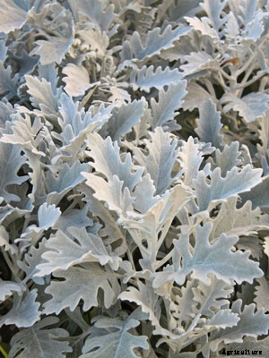 Dusty Miller Growing Guide