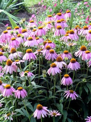 Echinacea Growing Guide