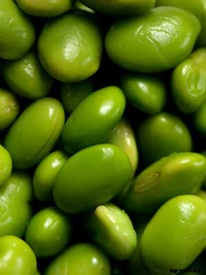 Edamame Growing Guide