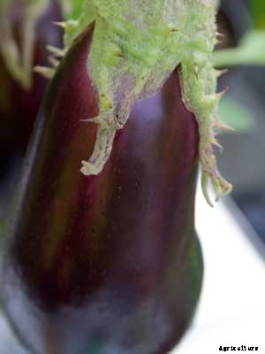 Eggplant Growing Guide