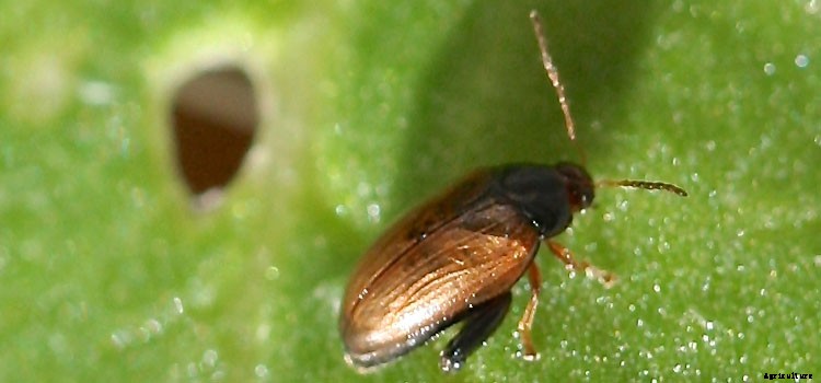 Eggplant Growing Guide