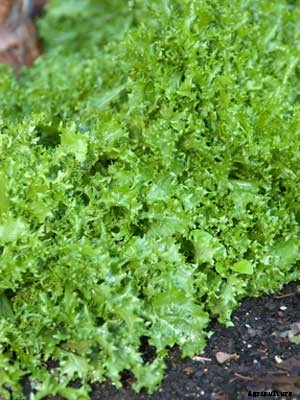 Endive Growing Guide