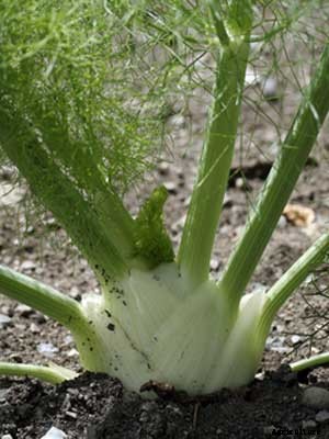 Fennel Growing Guide