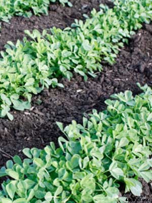Fenugreek Growing Guide