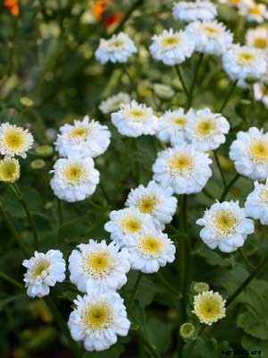 Feverfew Growing Guide