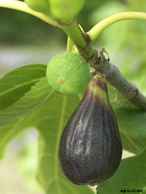 Fig Growing Guide