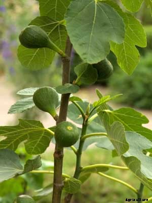 Fruit (Bush) Growing Guide