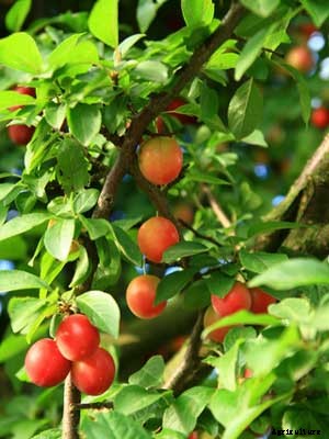 Fruit (Dwarf Tree) Growing Guide