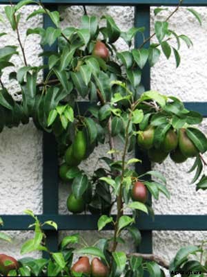 Fruit (Trellised) Growing Guide